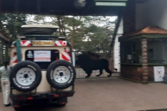 Nairobi-park-tours-landcruiser-30